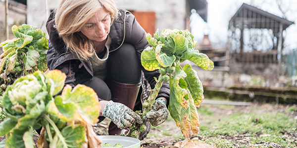 01_600x300_WinterVegetables