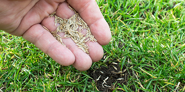 when to seed a new lawn, how to seed a new lawn, grass seeds