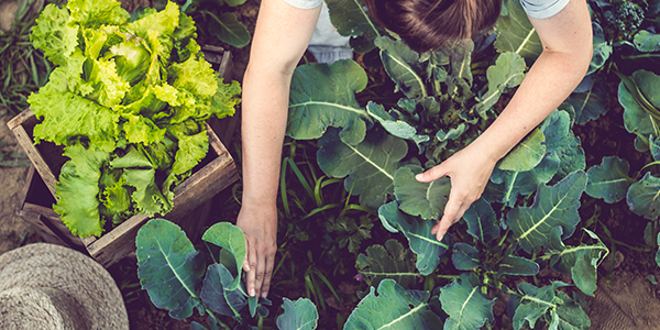 sustainable gardening practices