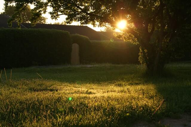 backyard-garden-grass-13975