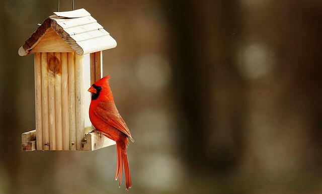 cardinal-2088216_640