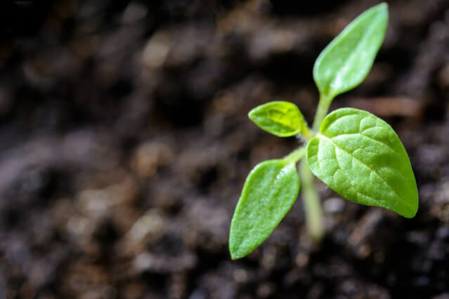 close-up-cultivation-environment-1002703