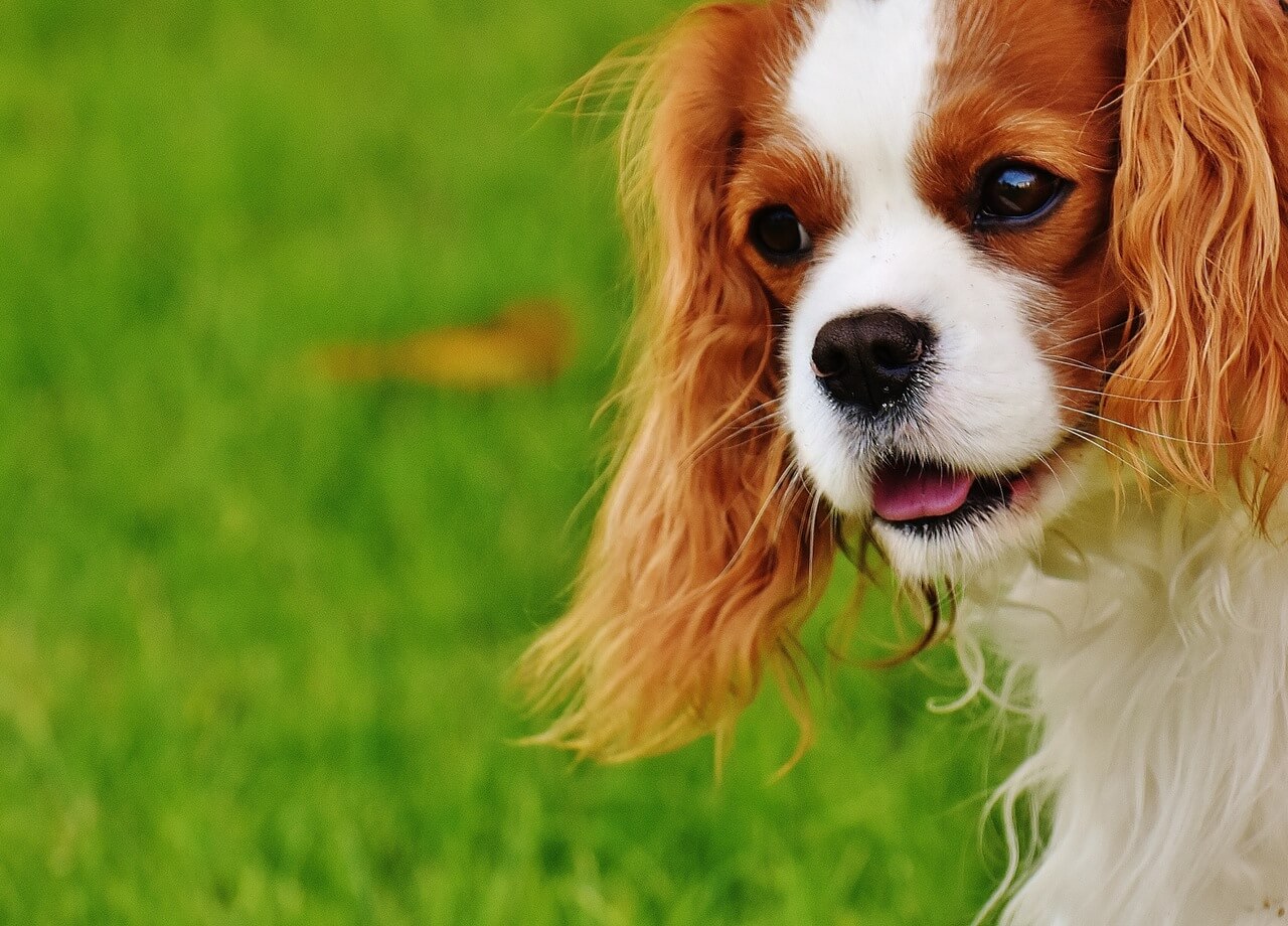 dog-cavalier-king-charles-spaniel-funny-pet-162167