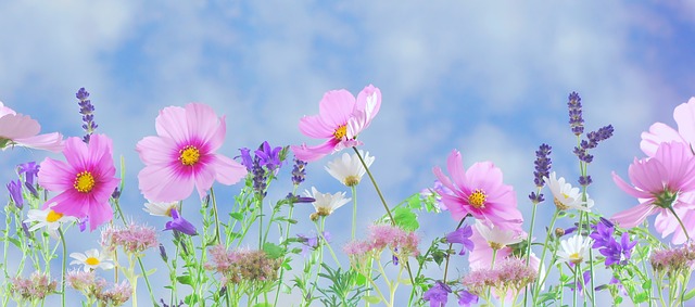 wild-flowers-571940_640