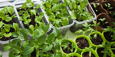 big-600x300_Indoor-planting-transplanting-outside